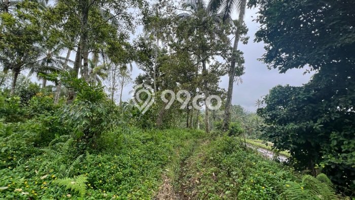 Dijual Tanah Lokasi Penatahan, Tabanan Seluas 8000m2 Dijual Tanah Lokasi Penatahan, Tabanan Seluas 8000m2
