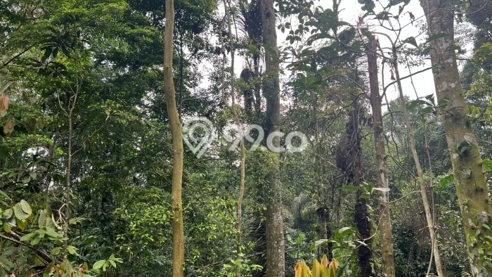 Tanah Area Berkembang Kawasan Penebel, Luas 1400m², Lingkungan Asri, Akses Penebel, Tabanan, Tabanan Tanah Area Berkembang Kawasan Penebel, Luas 1400m², Lingkungan Asri, Akses Penebel, Tabanan, Tabanan