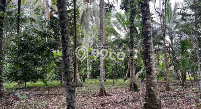 Jarang Ada! Tanah di Selemadeg Punya Luas 4990m2 SHM Jarang Ada! Tanah di Selemadeg Punya Luas 4990m2 SHM