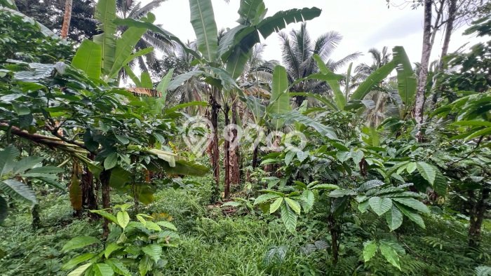 Tanah untuk Dijual di Selemadeg Tabanan Luas 9400m2 Tanah untuk Dijual di Selemadeg Tabanan Luas 9400m2