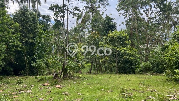 Lahan Investasi Lokasi Selemadeg Tabanan SHM Lahan Investasi Lokasi Selemadeg Tabanan SHM