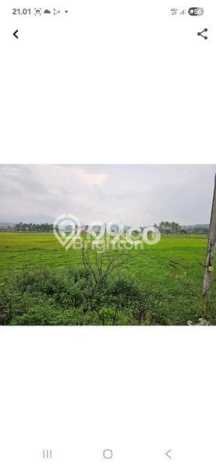 Tanah Dijual Lokasi Ambarawa, Ambarawa Luas 3310m2 Legalitas Aman Tanah Dijual Lokasi Ambarawa, Ambarawa Luas 3310m2 Legalitas Aman