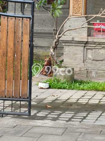 Disewakan Komersial di Kawasan Ramai Kerobokan Luas 211m2 Disewakan Komersial di Kawasan Ramai Kerobokan Luas 211m2