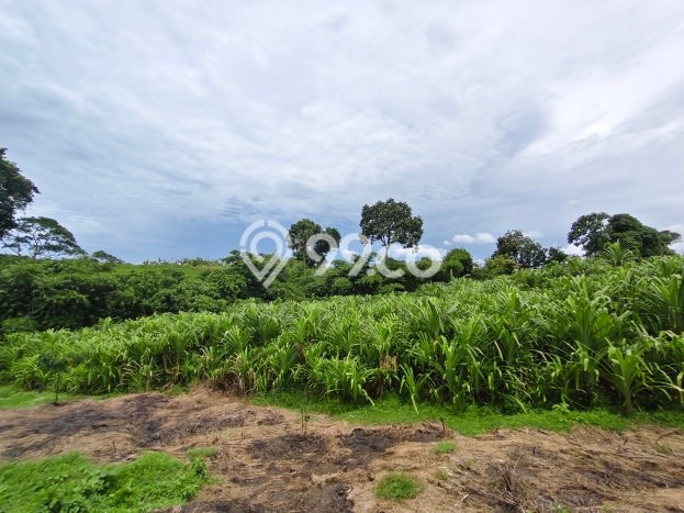 Lahan Dijual Lokasi Strategis di Badung dengan Luas 223m2 Lahan Dijual Lokasi Strategis di Badung dengan Luas 223m2