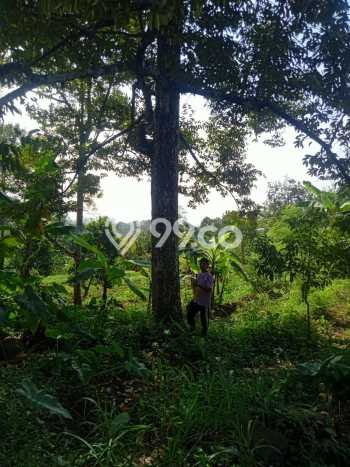 Kavling Tanah di Purwosari Dijual Luas 15000m2 Legalitas SHM Kavling Tanah di Purwosari Dijual Luas 15000m2 Legalitas SHM