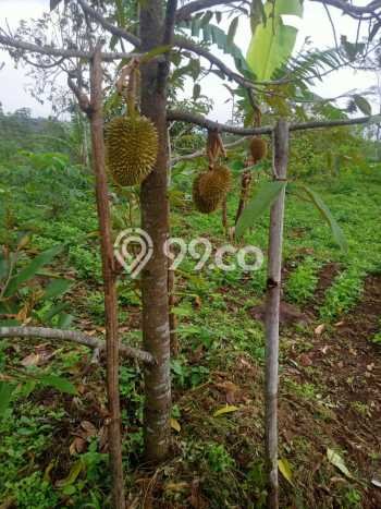 Kavling Tanah di Purwosari Dijual Luas 15000m2 Legalitas SHM Kavling Tanah di Purwosari Dijual Luas 15000m2 Legalitas SHM