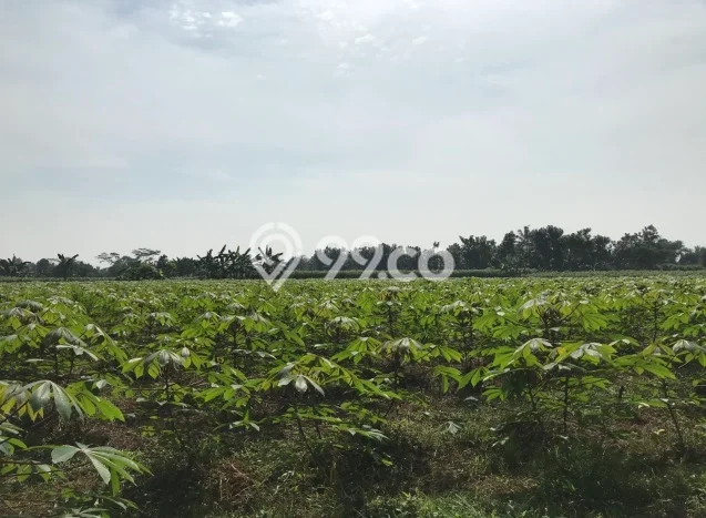 LOKASI STRATEGIS! Tanah di Ciseeng, Luas 10498m2m², Lingkungan Asri, Cocok untuk Hunian LOKASI STRATEGIS! Tanah di Ciseeng, Luas 10498m2m², Lingkungan Asri, Cocok untuk Hunian