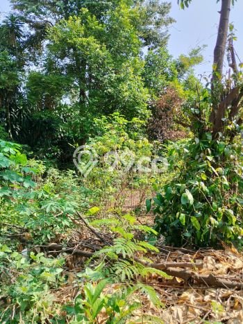 Tanah di Jonggol, Bogor Luas 169m2 Dijual Segera Tanah di Jonggol, Bogor Luas 169m2 Dijual Segera