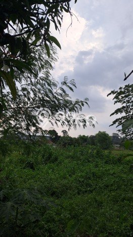 Jarang Ada! Tanah di Jambe Punya Luas 15000m2 SHM Jarang Ada! Tanah di Jambe Punya Luas 15000m2 SHM