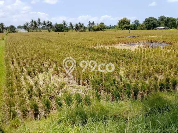 Disewakan Tanah di Nyitdah Tabanan Seluas 3350m2 Disewakan Tanah di Nyitdah Tabanan Seluas 3350m2