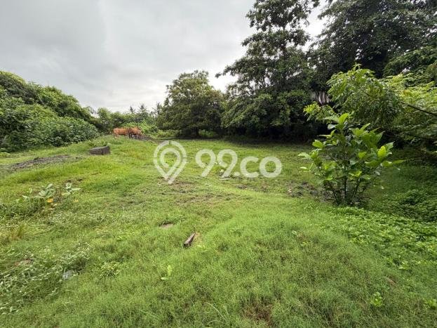 Untuk Disewa Tanah di Pererenan Badung Seluas 3250m2 Untuk Disewa Tanah di Pererenan Badung Seluas 3250m2