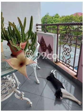 Siap Huni Hunian Elit 4 Kamar di Menteng Dekat ke Mana Saja Siap Huni Hunian Elit 4 Kamar di Menteng Dekat ke Mana Saja
