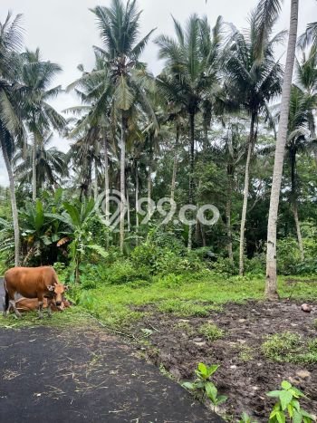 Tanah Kavling di Gianyar Dijual dengan Luas 2100m2 Tanah Kavling di Gianyar Dijual dengan Luas 2100m2