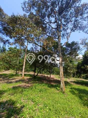 Lahan Strategis di Jasinga Dijual dengan Luas 36000m2 Lahan Strategis di Jasinga Dijual dengan Luas 36000m2