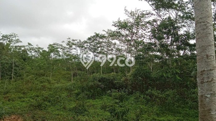 Kavling Tanah Dijual di Malingping Lebak Spesifikasi 25000m2 Kavling Tanah Dijual di Malingping Lebak Spesifikasi 25000m2