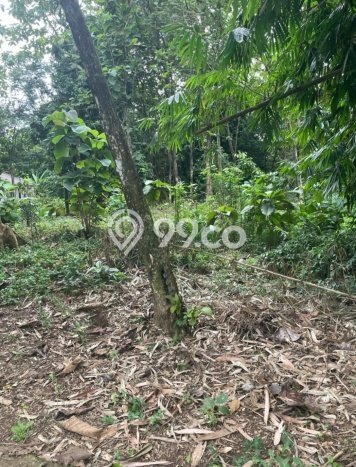Lahan untuk Dijual di Bojong Gede Bogor Luas 5000m2 Lahan untuk Dijual di Bojong Gede Bogor Luas 5000m2