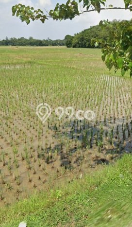 Tanah Kavling untuk Dijual di Rangkasbitung Lebak 2e+07m2 Tanah Kavling untuk Dijual di Rangkasbitung Lebak 2e+07m2