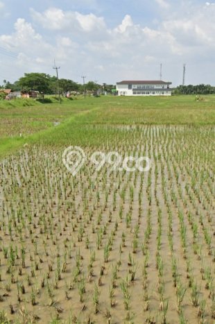 Tanah Kavling untuk Dijual di Rangkasbitung Lebak 2e+07m2 Tanah Kavling untuk Dijual di Rangkasbitung Lebak 2e+07m2