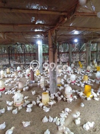 Komersial Paling Dicari LB 1500m2 Dijual di Rumpin Komersial Paling Dicari LB 1500m2 Dijual di Rumpin