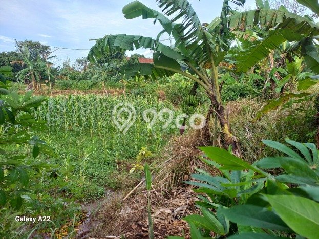 Tanah di Cisauk, Tangerang Luas 1.006485e+06m2 Dijual Segera Tanah di Cisauk, Tangerang Luas 1.006485e+06m2 Dijual Segera