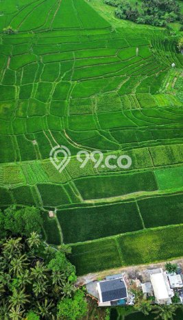 Untuk Dijual Tanah di Ubud Gianyar Luas 338m2 SHM Untuk Dijual Tanah di Ubud Gianyar Luas 338m2 SHM