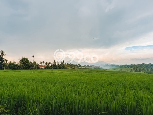 Untuk Dijual Tanah di Ubud Gianyar Luas 338m2 SHM Untuk Dijual Tanah di Ubud Gianyar Luas 338m2 SHM