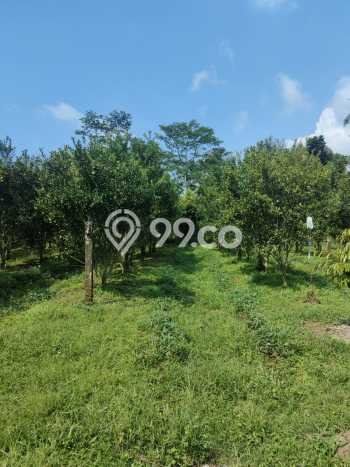 DIJUAL! Vila di , Area 8100m2m², Dekat Mudah Fasilitas Umum DIJUAL! Vila di , Area 8100m2m², Dekat Mudah Fasilitas Umum