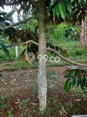Tanah untuk Dijual di Cipatat Bandung Barat Luas 4100m2 Tanah untuk Dijual di Cipatat Bandung Barat Luas 4100m2