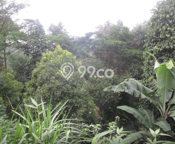 Tanah Komersial Dijual di Cigombong Bogor 1566m2 Tanah Komersial Dijual di Cigombong Bogor 1566m2