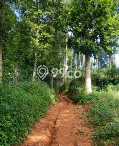 Lahan Investasi Lokasi Sukanagara Cianjur SHM Lahan Investasi Lokasi Sukanagara Cianjur SHM