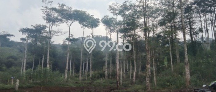 Lahan Investasi Lokasi Sukanagara Cianjur SHM Lahan Investasi Lokasi Sukanagara Cianjur SHM