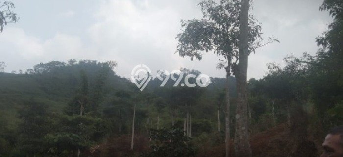 Lahan Investasi Lokasi Sukanagara Cianjur SHM Lahan Investasi Lokasi Sukanagara Cianjur SHM