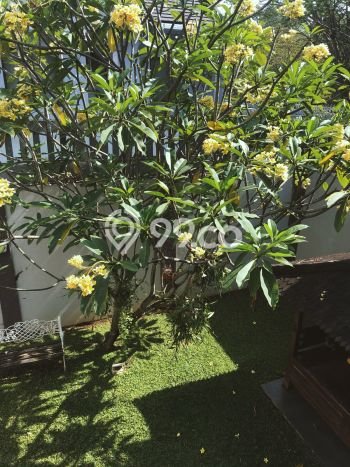 Siap Huni Rumah Mewah 3 Kamar di BSD Dekat ke Mana Saja Siap Huni Rumah Mewah 3 Kamar di BSD Dekat ke Mana Saja