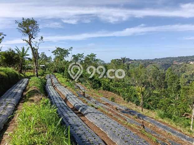 Lahan untuk Dijual di Baturiti Tabanan Luas 179900m2 Lahan untuk Dijual di Baturiti Tabanan Luas 179900m2