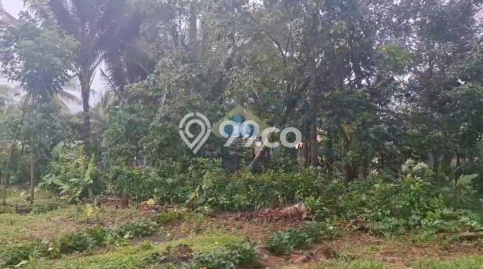 Kavling Tanah Dijual di Cileles Lebak Spesifikasi 40000m2 Kavling Tanah Dijual di Cileles Lebak Spesifikasi 40000m2