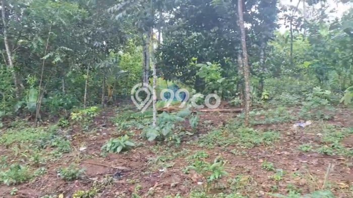 Kavling Tanah Dijual di Cileles Lebak Spesifikasi 40000m2 Kavling Tanah Dijual di Cileles Lebak Spesifikasi 40000m2