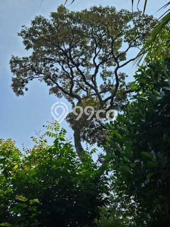 Aset Potensial! Vila Kawasan , Area 2000m2m², Hasil Menjanjikan untuk bisnis Aset Potensial! Vila Kawasan , Area 2000m2m², Hasil Menjanjikan untuk bisnis