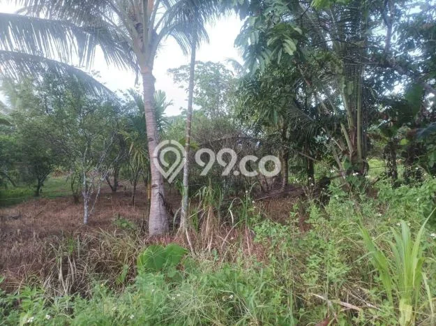 Jual Tanah Lokasi Prima Kawasan Jayapura Selatan, Luas 1799m2m², Dekat Jayapura Selatan, Jayapura, Jayapura Jual Tanah Lokasi Prima Kawasan Jayapura Selatan, Luas 1799m2m², Dekat Jayapura Selatan, Jayapura, Jayapura