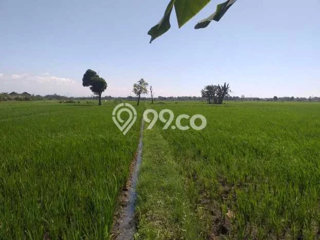 Tanah untuk Dijual di Grati Pasuruan Luas 10200m2 Tanah untuk Dijual di Grati Pasuruan Luas 10200m2