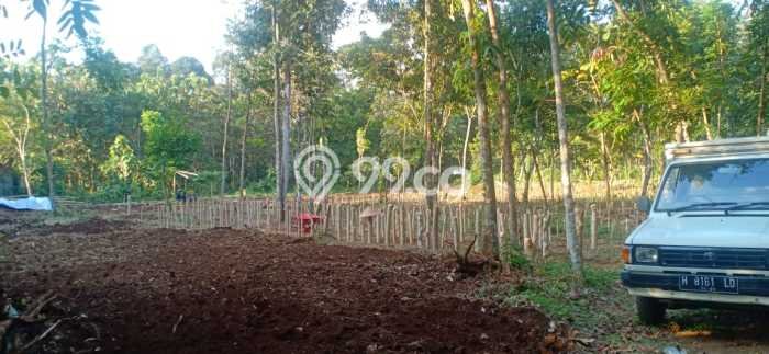 Tanah Kavling di Mijen Dijual dengan Luas 2000m2 Tanah Kavling di Mijen Dijual dengan Luas 2000m2
