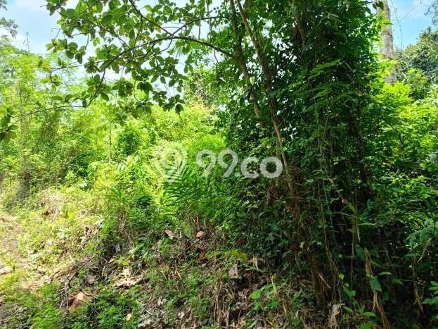 Kavling Tanah Disewakan di Kerambitan Tabanan Luas 2700m2 Strategis Kavling Tanah Disewakan di Kerambitan Tabanan Luas 2700m2 Strategis