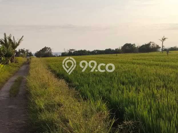 Jarang Ada! Tanah di Kerambitan Punya Luas 4290m2 SHM Jarang Ada! Tanah di Kerambitan Punya Luas 4290m2 SHM
