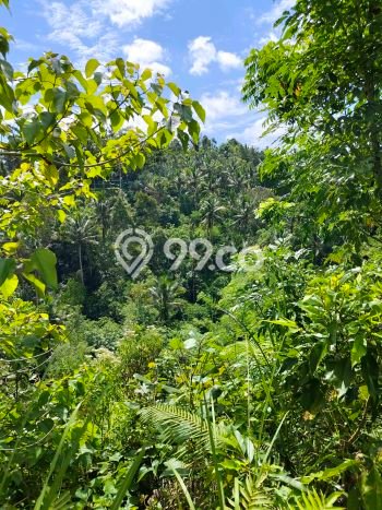 Kavling Tanah di Tampaksiring Dijual Luas 2000m2 Legalitas SHM Kavling Tanah di Tampaksiring Dijual Luas 2000m2 Legalitas SHM