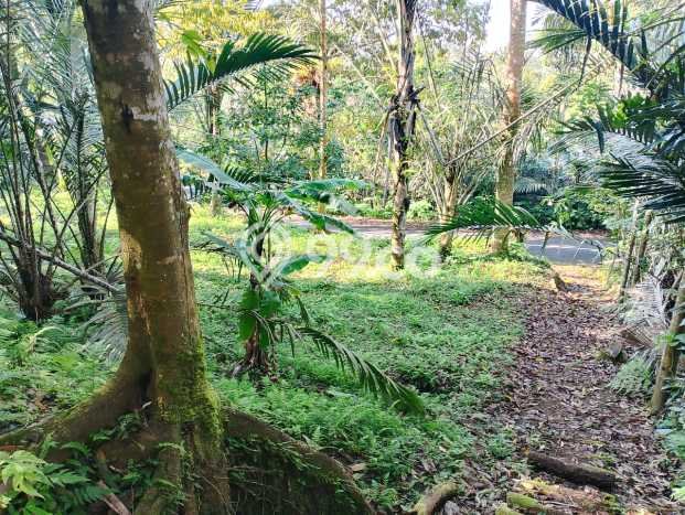 Jarang Ada! Tanah di Karangasem Punya Luas 4750m2 SHM Jarang Ada! Tanah di Karangasem Punya Luas 4750m2 SHM