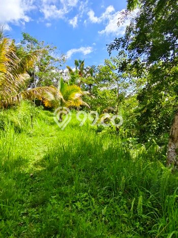 Kavling Tanah di Tampaksiring Dijual Luas 2000m2 Legalitas SHM Kavling Tanah di Tampaksiring Dijual Luas 2000m2 Legalitas SHM