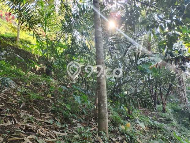 Jarang Ada! Tanah di Karangasem Punya Luas 4750m2 SHM Jarang Ada! Tanah di Karangasem Punya Luas 4750m2 SHM