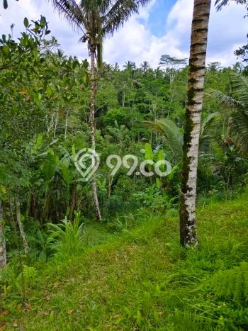 Kavling Tanah di Tampaksiring Dijual Luas 2000m2 Legalitas SHM Kavling Tanah di Tampaksiring Dijual Luas 2000m2 Legalitas SHM