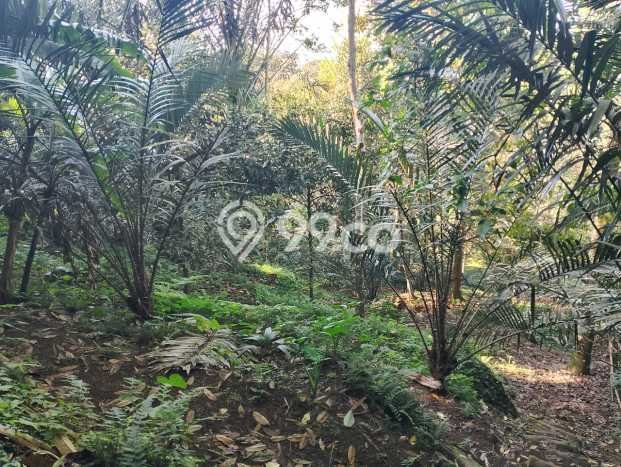 Jarang Ada! Tanah di Karangasem Punya Luas 4750m2 SHM Jarang Ada! Tanah di Karangasem Punya Luas 4750m2 SHM