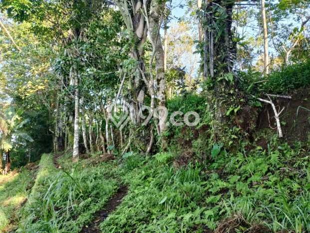 Jarang Ada! Tanah di Karangasem Punya Luas 4750m2 SHM Jarang Ada! Tanah di Karangasem Punya Luas 4750m2 SHM
