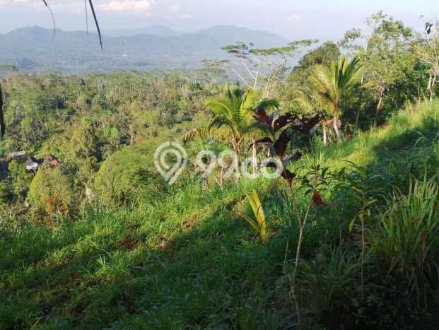 Jarang Ada! Tanah di Karangasem Punya Luas 4750m2 SHM Jarang Ada! Tanah di Karangasem Punya Luas 4750m2 SHM